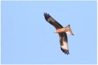 Milvus milvus