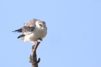 Elanus caeruleus
