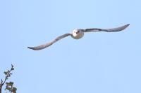 Elanus caeruleus