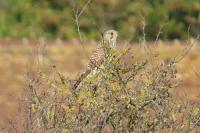 Falco tinnunculus