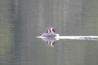Podiceps cristatus