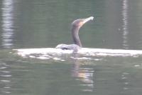Phalacrocorax carbo