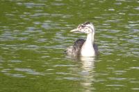 Podiceps cristatus