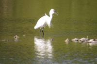 Egretta garzetta