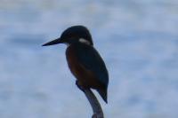 Alcedo atthis