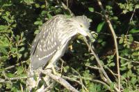 Nycticorax nycticorax