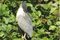 Nycticorax nycticorax