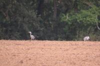 Ardea cinerea