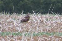 Buteo buteo