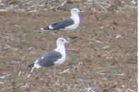 Larus michahellis