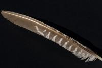 Phasianus colchicus