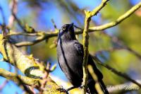 Corvus monedula