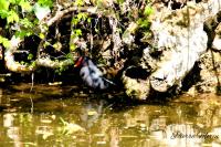Gallinula chloropus
