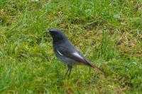Phoenicurus ochruros