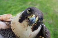 Falco peregrinus
