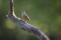 Sitta europaea