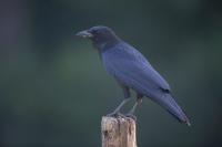Corvus corone