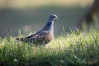 Streptopelia turtur