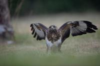 Buteo buteo