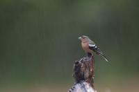 Fringilla coelebs