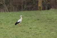 Ciconia ciconia