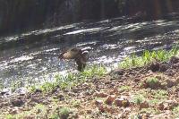 Buteo buteo