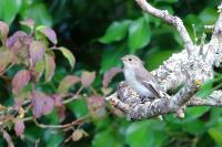 Ficedula hypoleuca