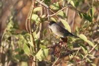 Sylvia atricapilla