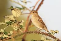 Passer domesticus