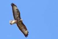 Buteo buteo