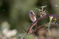 Phoenicurus phoenicurus