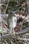 Nycticorax nycticorax