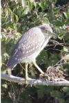 Nycticorax nycticorax