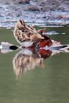 Ardea cinerea