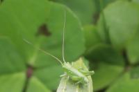 Tettigonia viridissima