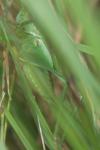 Tettigonia viridissima