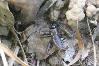 Nemobius sylvestris