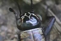 Nemobius sylvestris