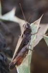 Omocestus rufipes