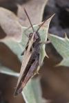 Omocestus rufipes