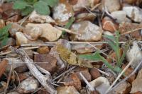Oedipoda caerulescens