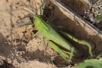 Chorthippus dorsatus