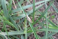 Euchorthippus