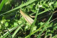 Chorthippus dorsatus