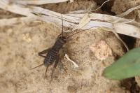 Eumodicogryllus bordigalensis