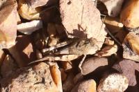 Oedipoda caerulescens