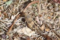 Oedipoda caerulescens