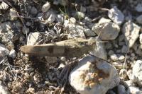 Oedipoda caerulescens