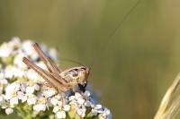 Roeseliana roeselii