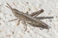 Euchorthippus